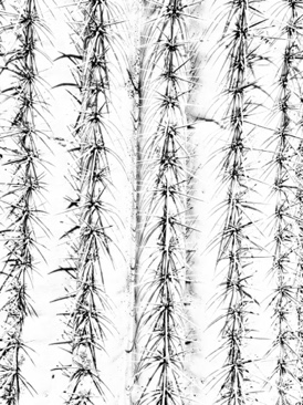 Thorny Thorny